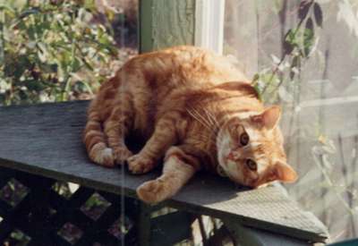 Marigold, 1991-2002